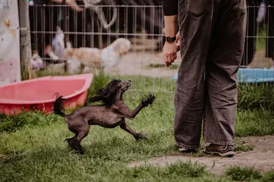 Psi Ekspert- Profesjonalna szkoła od 2010 roku